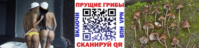 Псилоцибиновые грибы Psilocybine cubensis  Пермь 